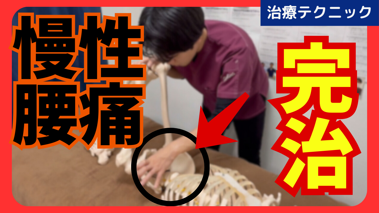 慢性腰痛を改善させる恥骨膀胱靱帯のリリーステクニックをご紹介！！